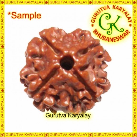 Mantra Siddha Natural Four Mukhi Nepali Rudraksha 4 Mukhi Rudraksh Four Mukhi